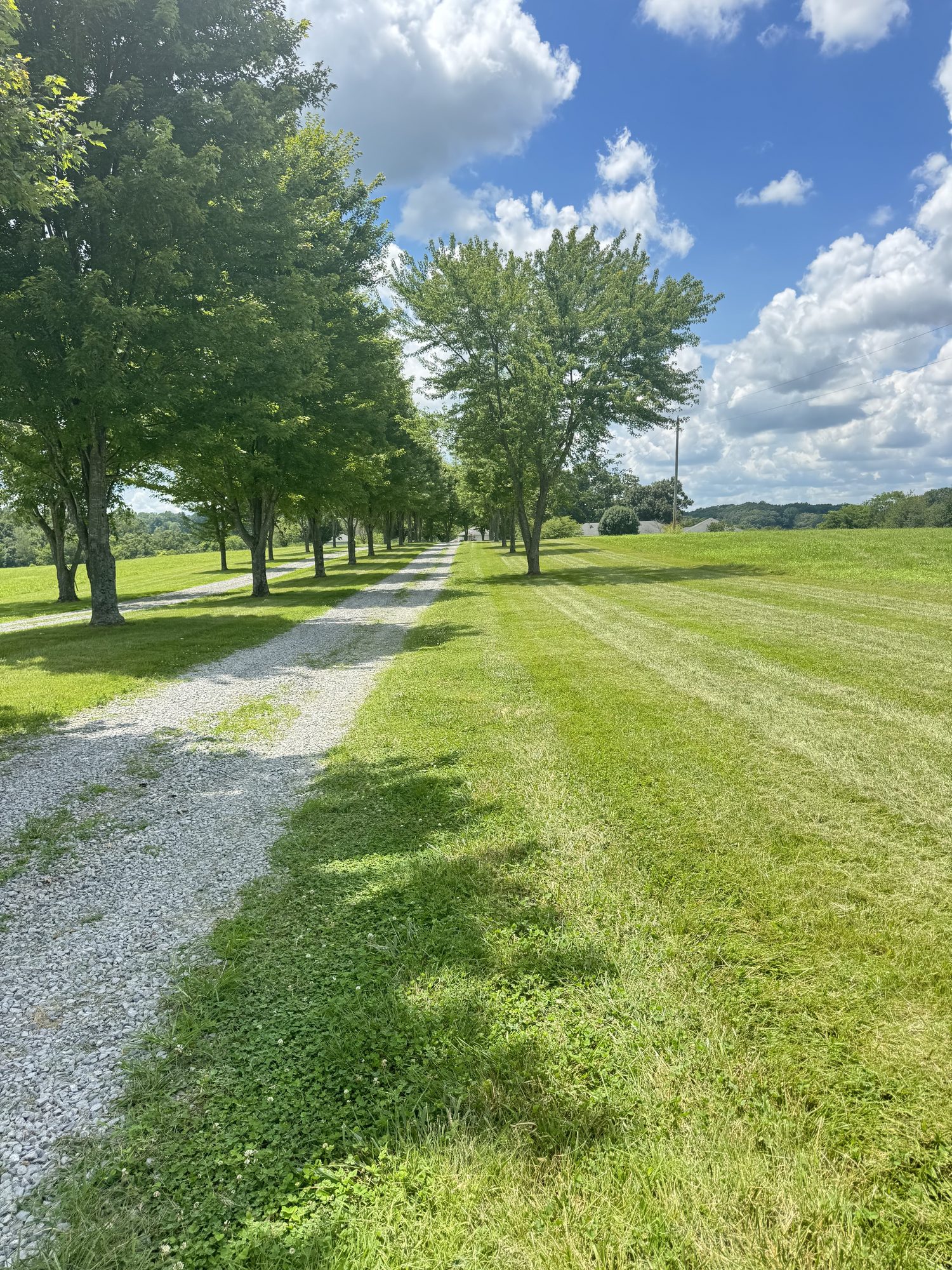 Tree-lined gravel drive leading into the ranch