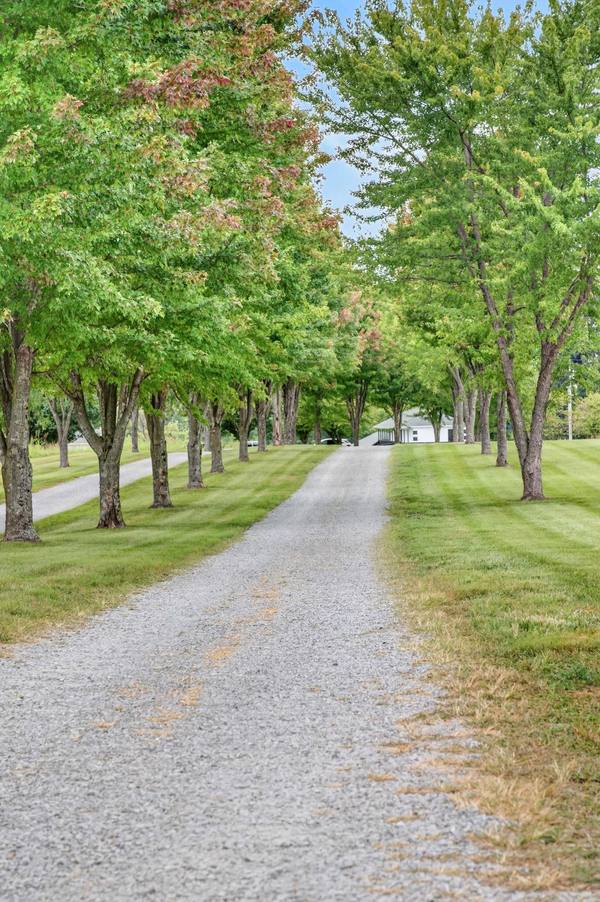 Gravel drive lined with maple trees leading toward a white building in the distance