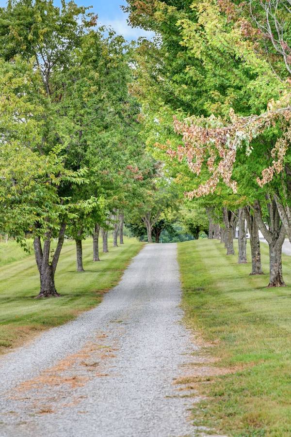 Gravel lane running between two rows of mature maple trees over freshly mown grass