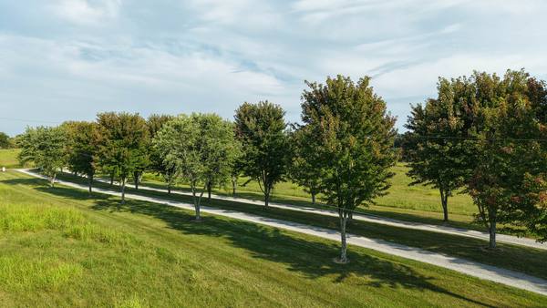 Row of mature maple trees lining the gravel drive over freshly mown grass