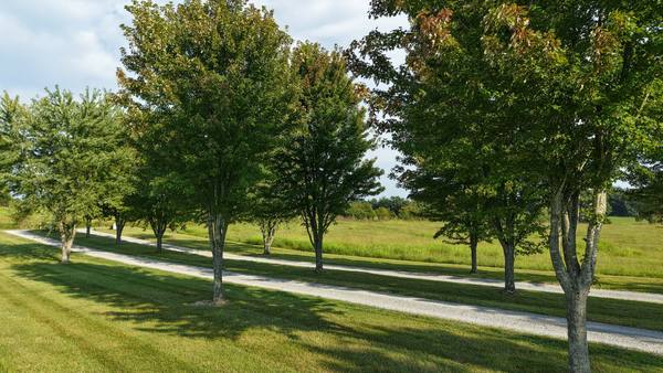 Mature shade trees along the entrance drive with open fields on either side