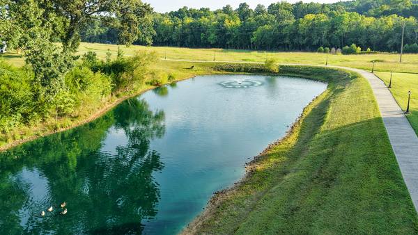 Ducks swimming on the clear green pond with a mown bank and a walking path alongside