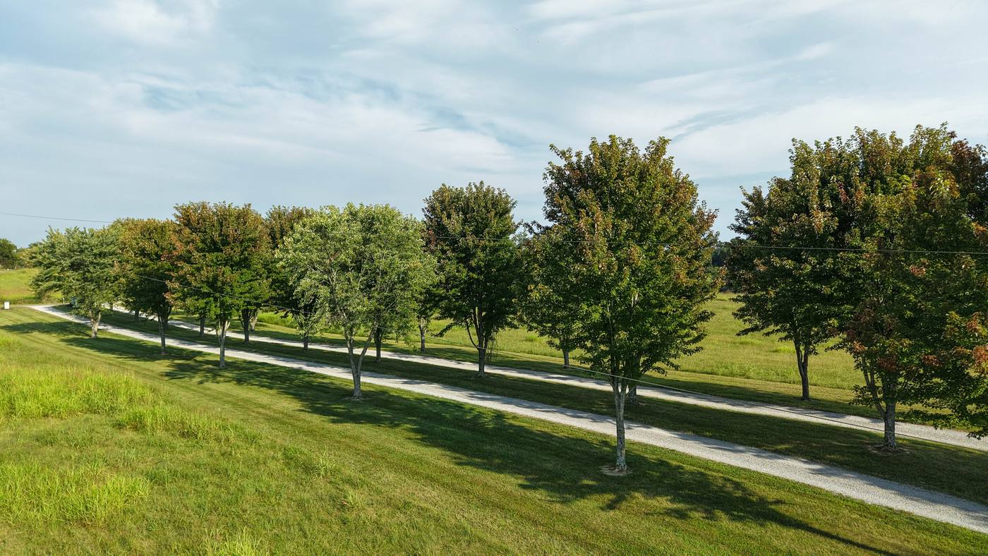 Row of mature maple trees lining the gravel drive out over freshly mown grass